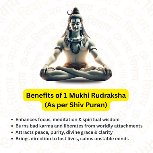 1 Mukhi Rudraksha – For peace and freedom (Nepali)