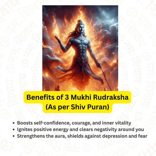 3 Mukhi Rudraksha – To forget past mistakes (Nepali)