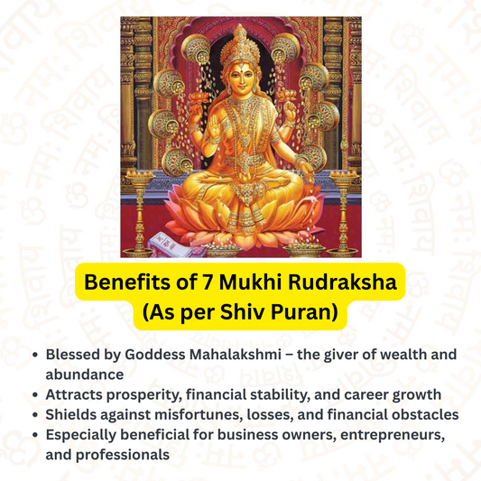 7 Mukhi Rudraksha – For money and wealth (Nepali)