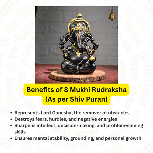 8 Mukhi Rudraksha – To solve problems and succeed (Nepali)