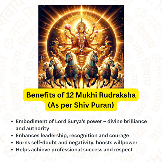 12 Mukhi Rudraksha – For name, fame, confidence (Nepali)