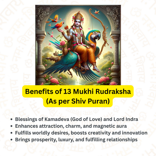 13 Mukhi Rudraksha – For love and attraction (Nepali)