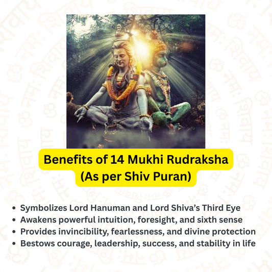 14 Mukhi Rudraksha – For strong mind and inner power (Nepali)