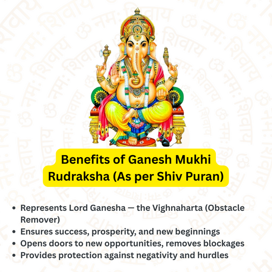 Ganesh Rudraksha – The Remover of Obstacles (Nepali)