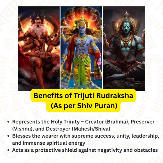 Trijuti Rudraksha – The Divine Trinity Power (Nepali)