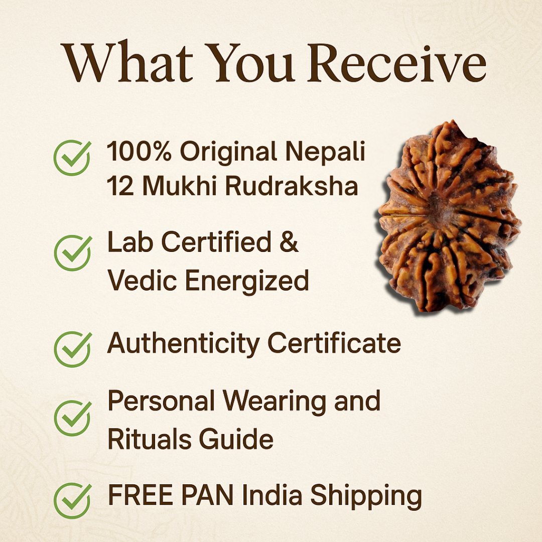 12 Mukhi Rudraksha – For name, fame, confidence (Nepali)