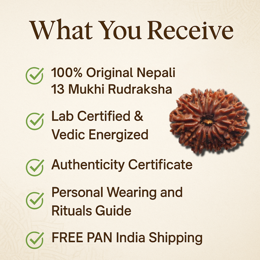 13 Mukhi Rudraksha – For love and attraction (Nepali)