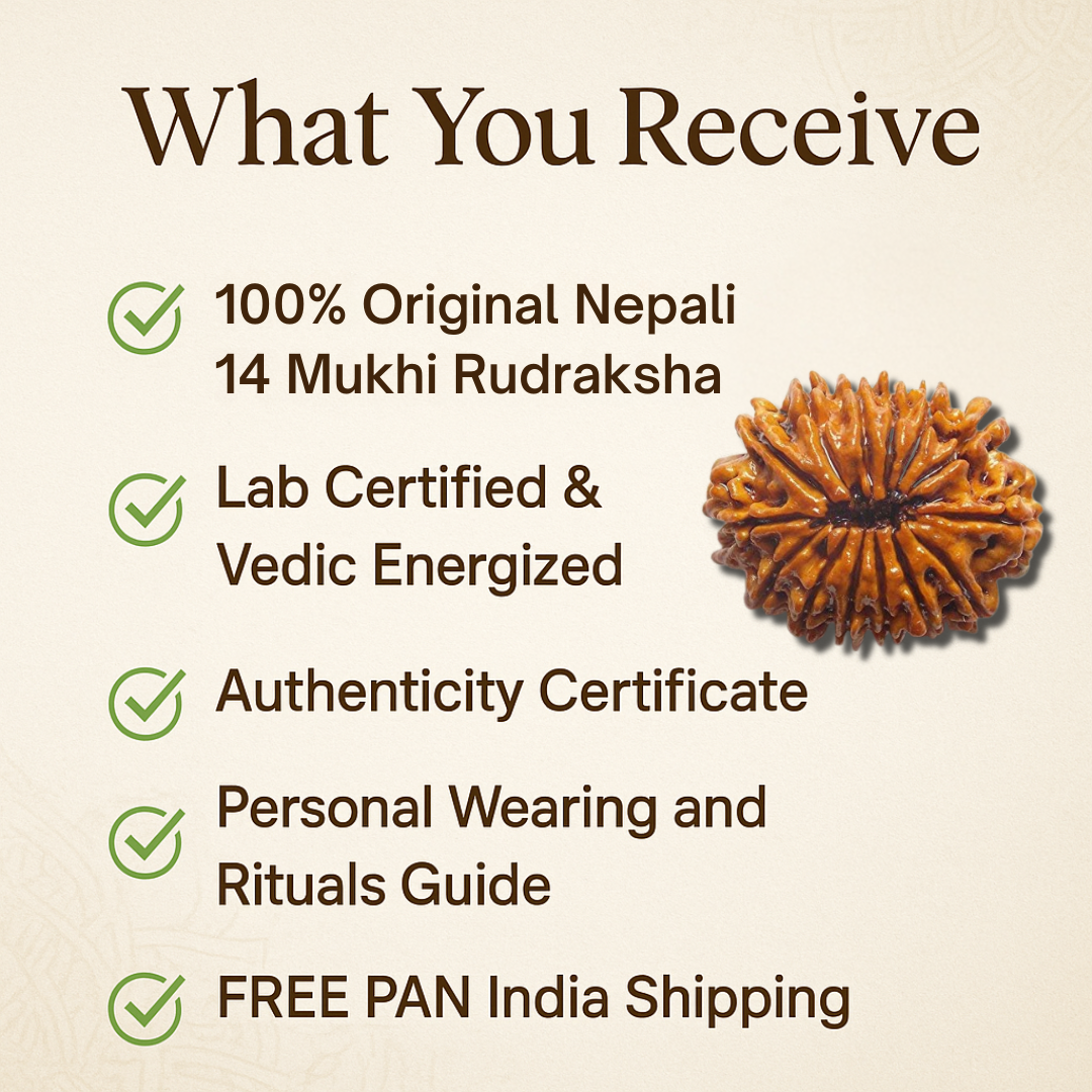 14 Mukhi Rudraksha – For strong mind and inner power (Nepali)