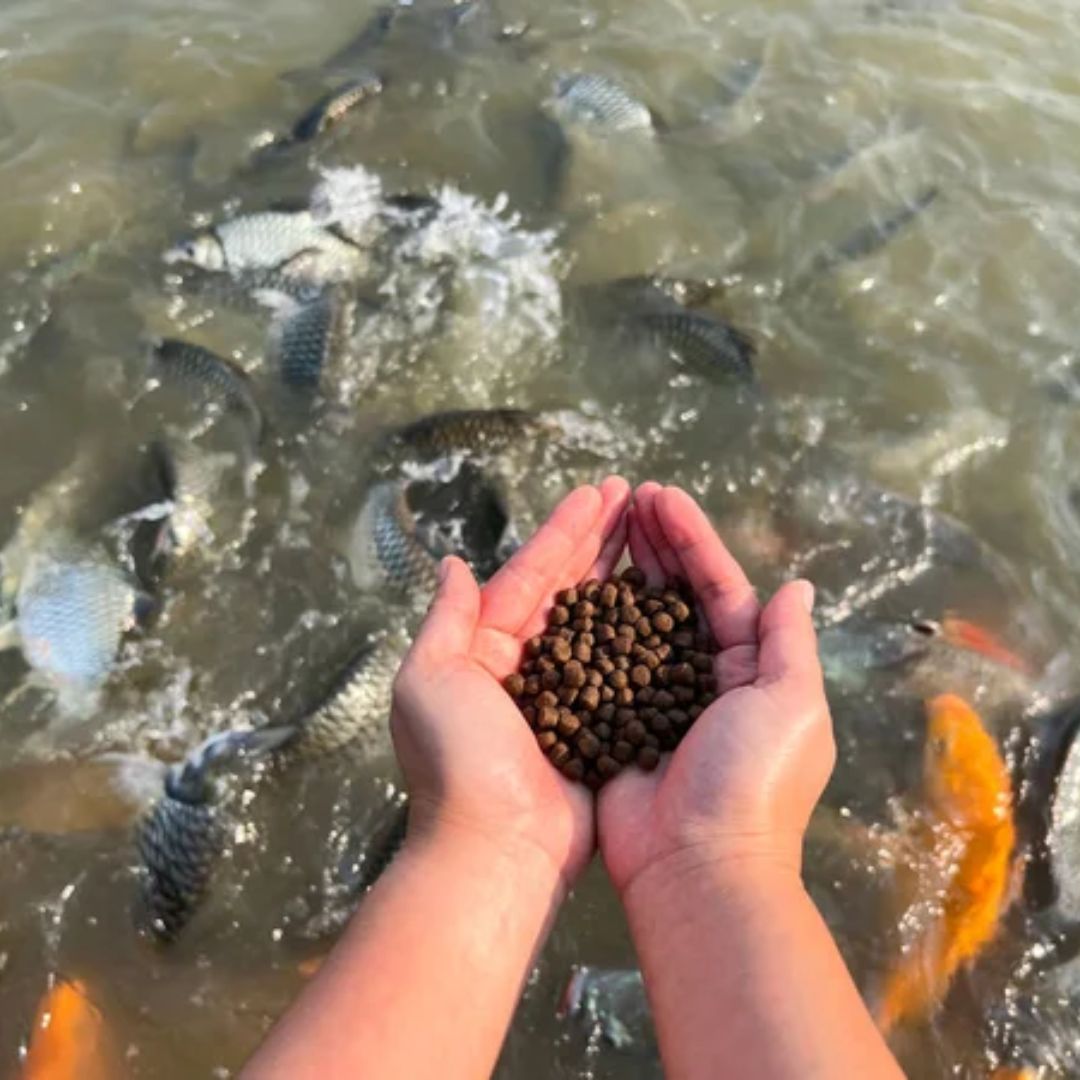🐟 Blessings of Feeding Fish