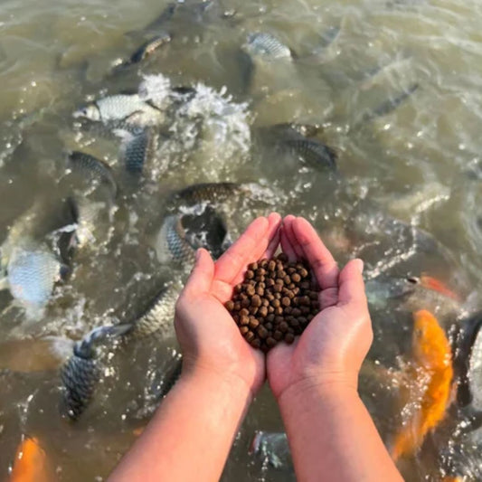 🐟 Blessings of Feeding Fish