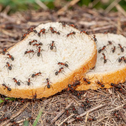 🐜 Blessings of Feeding Ants and Small Creatures