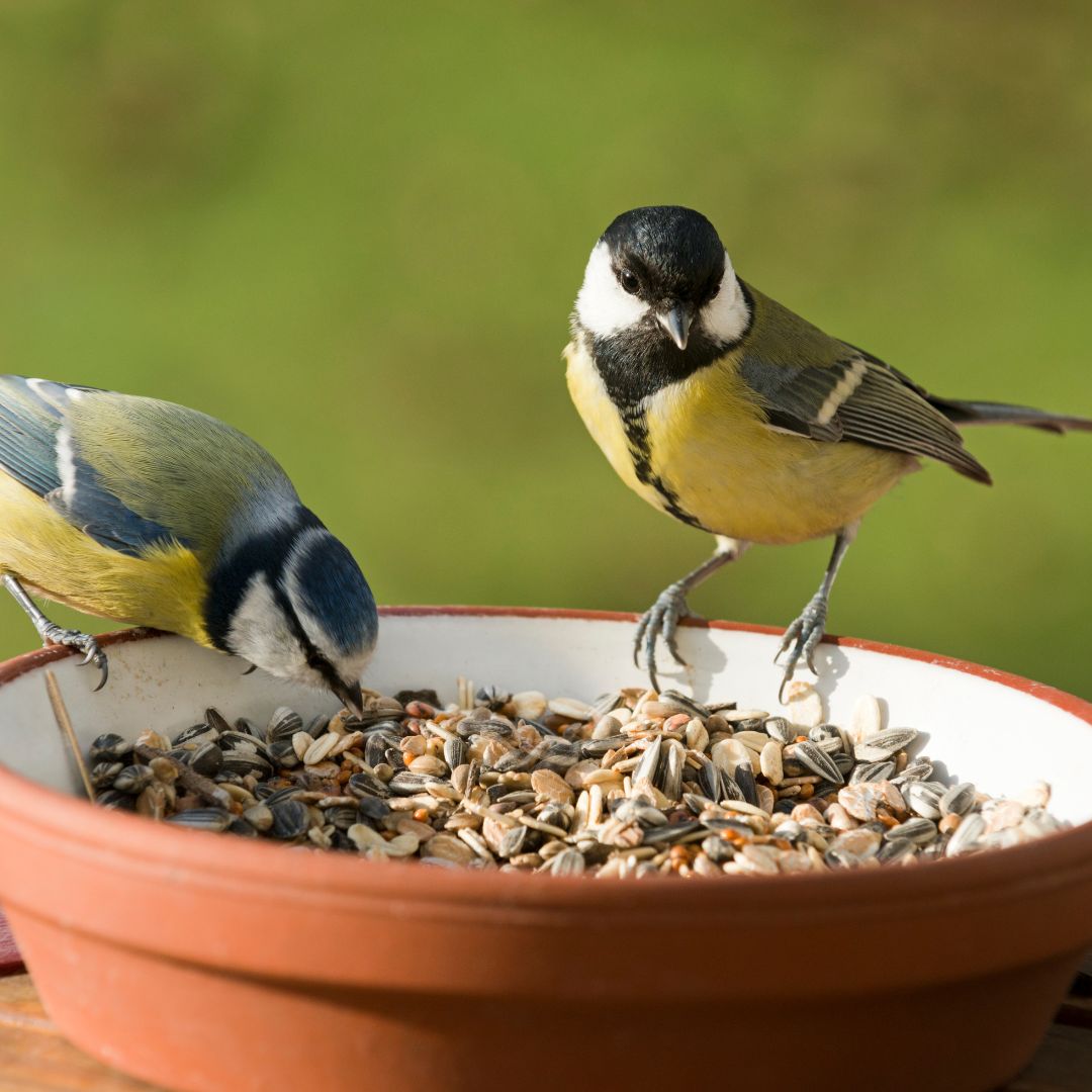 🕊️ Blessings of Feeding Birds