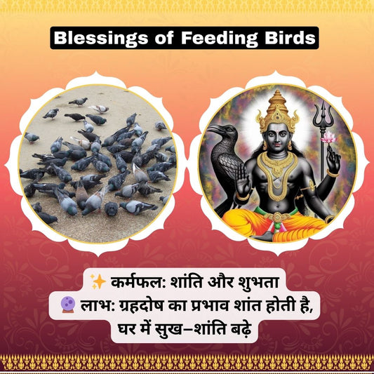 🕊️ Blessings of Feeding Birds