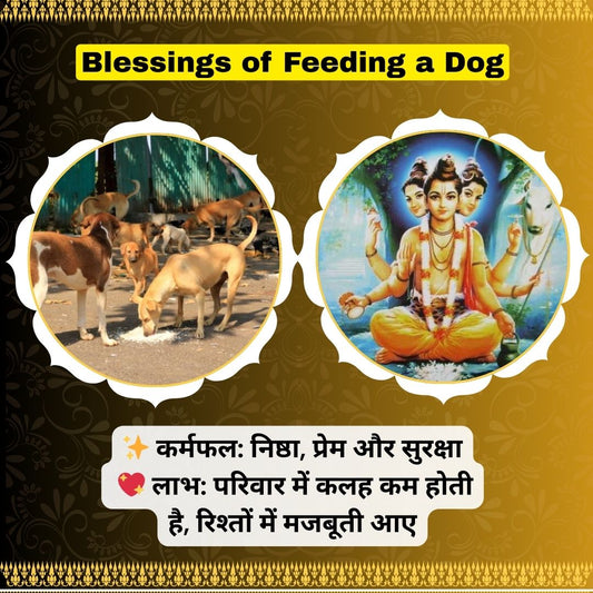 🐕 Blessings of Feeding a Dog