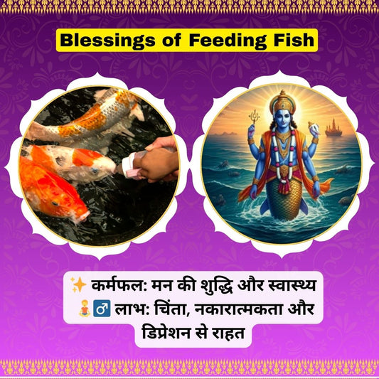 🐟 Blessings of Feeding Fish