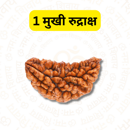 1 मुखी रुद्राक्ष - शांति और स्वतंत्रता के लिए (नेपाली)