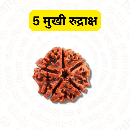 5 Mukhi Rudraksha – For good health and growth (Nepali)