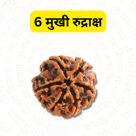 6 मुखी रुद्राक्ष - ध्यान और स्मार्ट सोच के लिए (नेपाली)