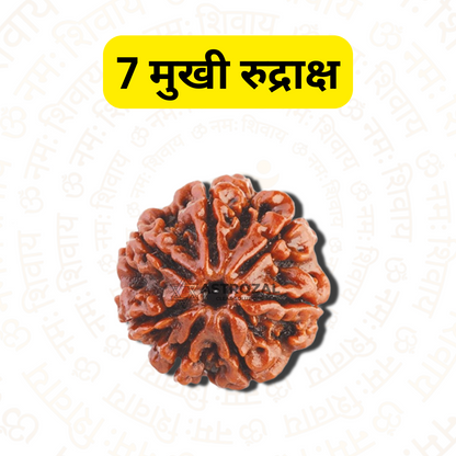 7 मुखी रुद्राक्ष - धन और संपत्ति के लिए (नेपाली)