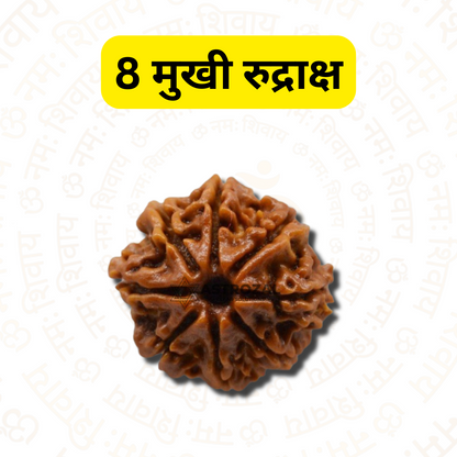 8 मुखी रुद्राक्ष - समस्याओं को हल करने और सफल होने के लिए (नेपाली)