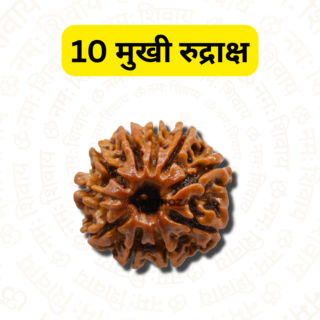 10 Mukhi Rudraksha – For help in legal matters (Nepali)