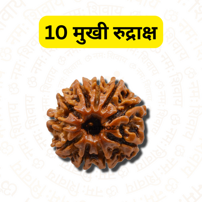 10 Mukhi Rudraksha – For help in legal matters (Nepali)