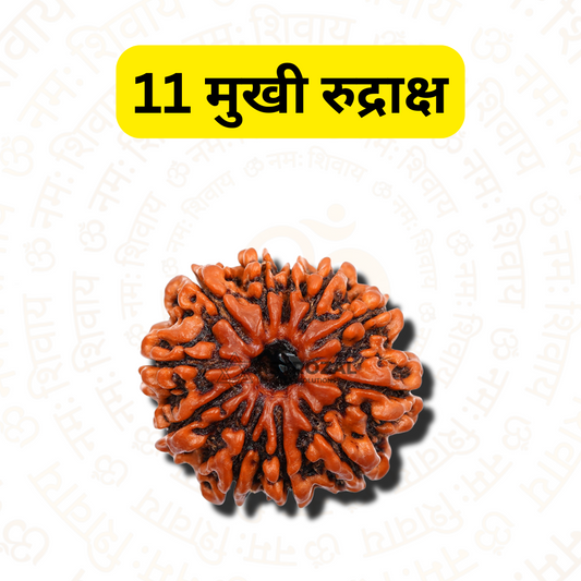 11 मुखी रुद्राक्ष - बहादुर और मजबूत होने के लिए (नेपाली)