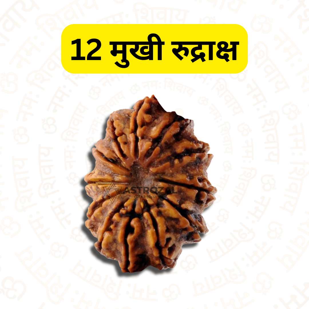 12 मुखी रुद्राक्ष - नाम, प्रसिद्धि, आत्मविश्वास के लिए (नेपाली)