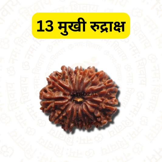 13 मुखी रुद्राक्ष - प्रेम और आकर्षण के लिए (नेपाली)