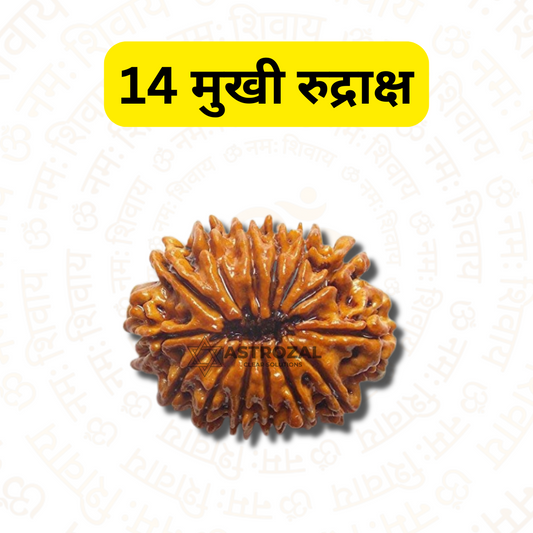 14 मुखी रुद्राक्ष - मजबूत दिमाग और आंतरिक शक्ति के लिए (नेपाली)