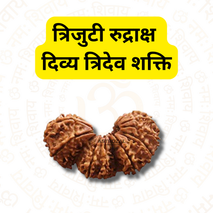 Trijuti Rudraksha – The Divine Trinity Power (Nepali)