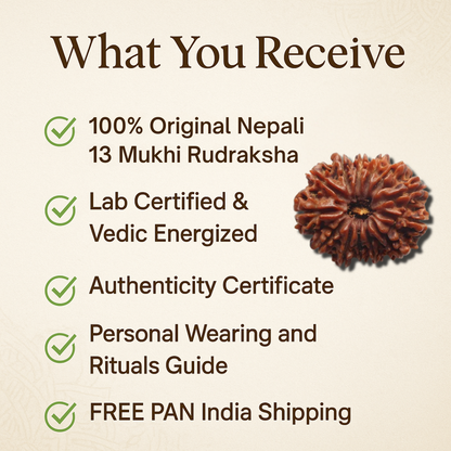 13 Mukhi Rudraksha – For love and attraction (Nepali)
