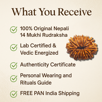14 Mukhi Rudraksha – For strong mind and inner power (Nepali)
