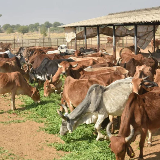 🐄 Blessings of Feeding a Cow
