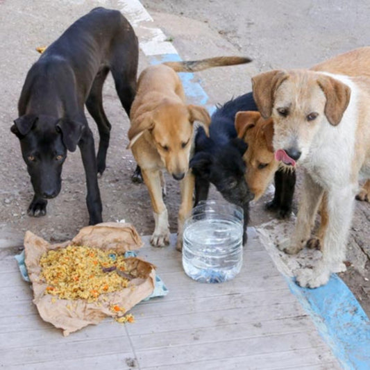 🐕 Blessings of Feeding a Dog